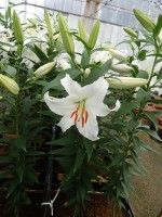 [5278 Siberia 2N No02.JPG]